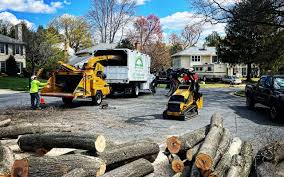 Best Leaf Removal  in Barclay, NJ