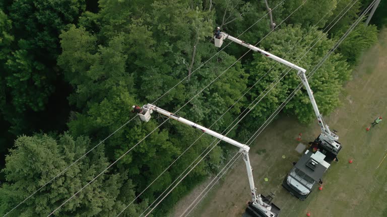 Barclay, NJ  Tree Services Company